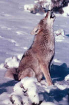 Picture  3: coyote howling in snow