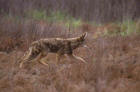 Picture 7 : coyote