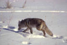 Picture 4 : coyote in snow
