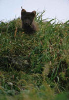 Image of Arctic fox in tall grass