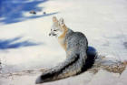 Photograph of a gray fox in snow