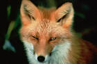 Close up of face of red fox