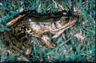 Picture of red-legged frog