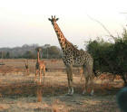 Picture 2 : giraffes
