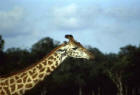 Picture 4 : giraffe