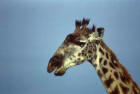 Picture 5 : giraffe