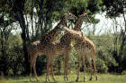 Picture 7 : Masai giraffes