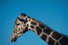 Picture 1 : giraffe