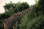 Picture 3 : giraffe eating leaves