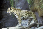 Picture of a jaguar