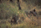 picture of leopard in grass