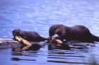 Picture of an otter and pup eating fish
