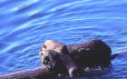 Picture of an otter and pup eating fish