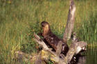 Image of otter on bank of Trout Lake