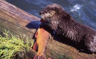 Image of otter eating fish on a log at Trout Lake