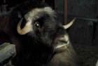 picture of bull musk ox