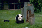 Picture 6 : giant panda