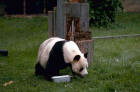 Picture 2 : giant panda