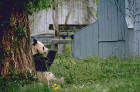 Picture 1 : giant panda