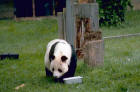 Picture 4 : giant panda