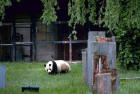Picture 3 : giant panda