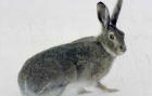 Image of a jack rabbit