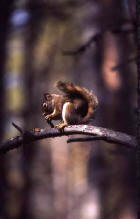 Image of a red squirrel on a branch