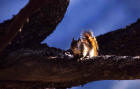 Image of a red squirrel on a limb of a tree