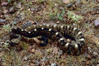 Image of black-tailed rattle snake