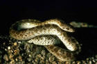 Picture of glossy snake