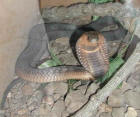 Image of Egyptian cobra