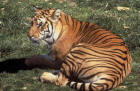 Image of a Bengal tiger