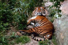 Picture of a Bengal tiger lying down 