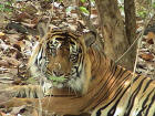 Close up of a tiger