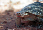Close up of a desert tortoise