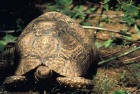 Image of leopard tortoise