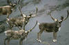 Photo of a herd of Caribou Bulls