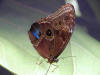 butterfly  picture-2