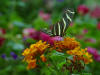 butterfly  picture-3