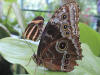butterfly  picture-6