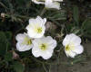 flower pictures-2
