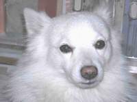 Pet picture - close up of American Eskimo dog