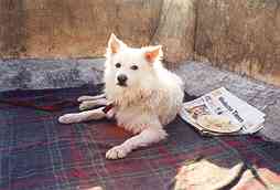 Picture of pet - Gulli with a newspaper