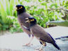 Picture of two common mynas