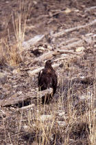 picture of Golden eagle on log in Lamar Valley