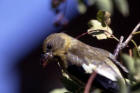 image of Female Evening Grosbeak on a branch