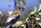 image of Female Evening Grosbeak eating berries