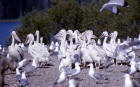 picture of Juvenile White pelicans & adult California gulls on Molly Island