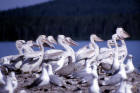 picture of White pelican juveniles & California gulls