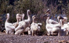 image of White pelican juveniles at southeast arm